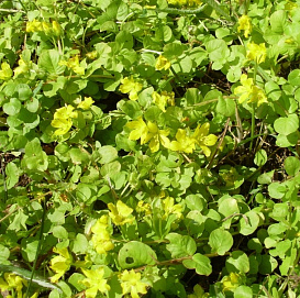 Вербейник монетчатый