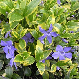 Барвинок малый 'Аргентеовариегата'