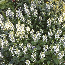 Живучка ползучая 'Альба'