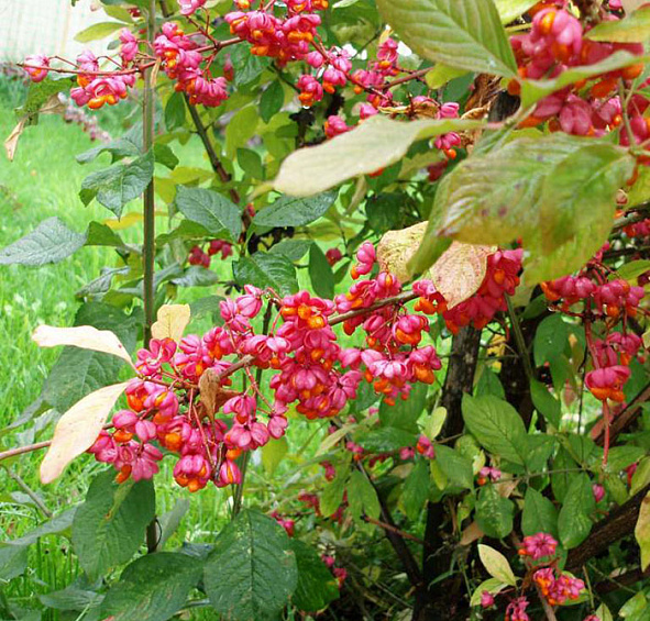 Бересклет европейский