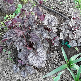 Гейхера гибридная 'Каскадный рассвет'