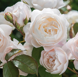 Роза 'Дездемона' (парковая) (бело - кремовая)