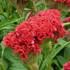 Целозия серебристая гребенчатая 'Армор Ред'