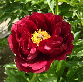 Пион гибридный 'Ред Глори' (тёмно-красный) 