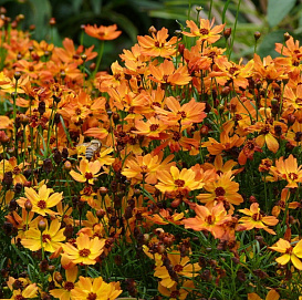 Кореопсис мутовчатый 'Манго Пунш'