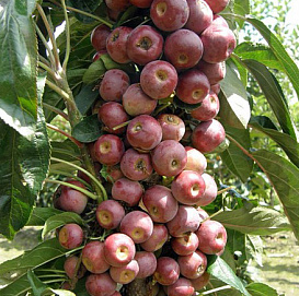 Яблоня колоновидная 'Аполло'