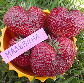 Земляника (клубника) 'Мальвина'