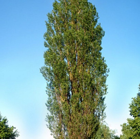 Тополь селекции Яблокова