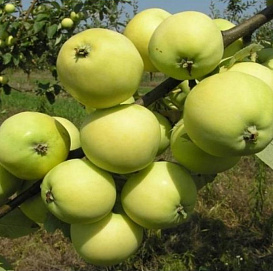Яблоня карликовая 'Юнга'