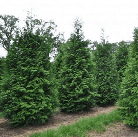 Туя складчатая 'Мартин'