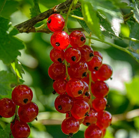 Смородина красная 'Алтайский рубин'