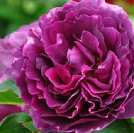 Роза 'Минерва' (чайно-гибридная) (фиолетовая)