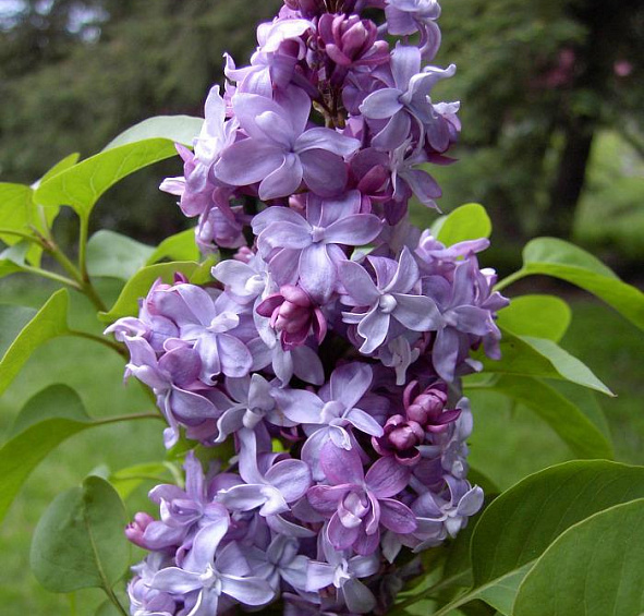 Сирень обыкновенная 'Надежда' (лилово - голубая)