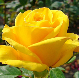 Роза 'Керио' (чайно-гибридная) (желтая)