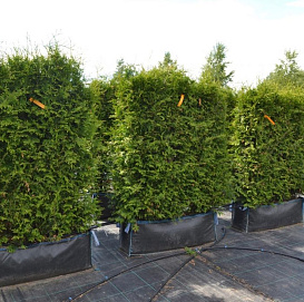 Туя западная 'Брабант' блоки ж/и 140х100х40