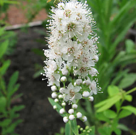 Спирея белая