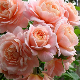 Роза 'Гейша' (флорибунда) (персиковая)