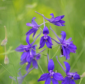 Дельфиниум (живокость)