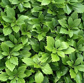 Пахизандра верхушечная