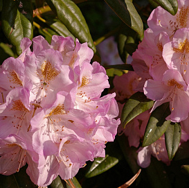 Рододендрон тупой 'Керстин' (розовый)