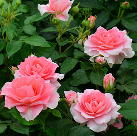 Роза 'Спайси' (миниатюрная) (персиковая)