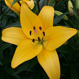 Лилия 'Йеллоу Даймонд' (желтая)