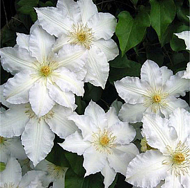 Клематис крупноцветковый 'Мадам Ле Культре'