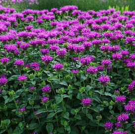 Монарда гибридная 'Прейринахт'