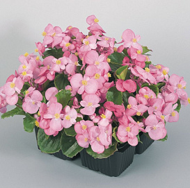 Бегония гибридная 'Биг Бенари Роуз Грин Лиф' (розовая с зеленым листом)