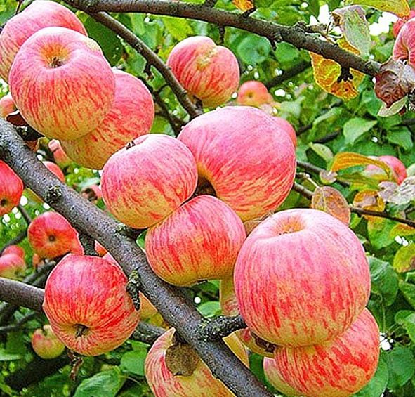 Яблоня домашняя 'Яблочный Спас'