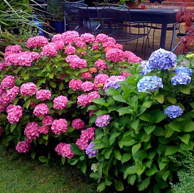 Гортензия крупнолистная