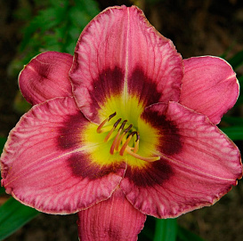 Лилейник гибридный 'Олвейз Либерти'