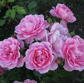 Роза 'Дебора' (шраб) (розовая)