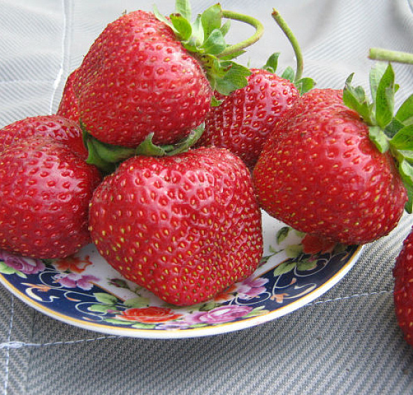 Земляника (клубника) 'Гигант Джорнея'