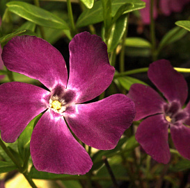 Барвинок малый 'Верино'