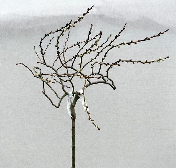 Ива козья 'Курли Локc'