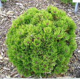 Сосна горная 'Пикобелло'