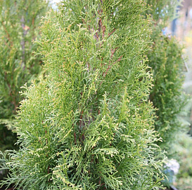 Туя западная 'Вайт Смарагд'
