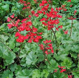 Гейхера кроваво-красная 'Корал Форест'