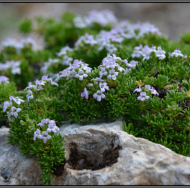 Тимьян (ползучий) ранний 'Эльфин'