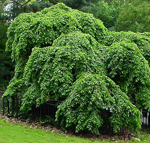 Вяз шершавый 'Пендула'