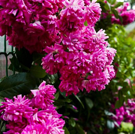 Роза 'Супер Дороти' (плетистая) (розовая)