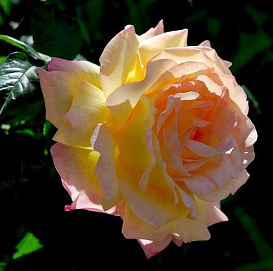 Роза 'Сан Свижн' (парковая, шраб) (желто - розовая)