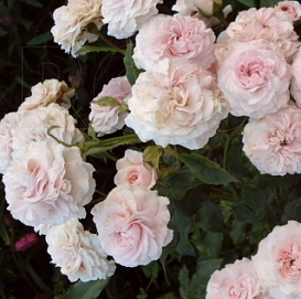 Роза 'Лариса' (почвопокровная) (нежно-розовая)