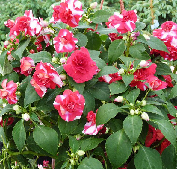 Бальзамин Уоллера