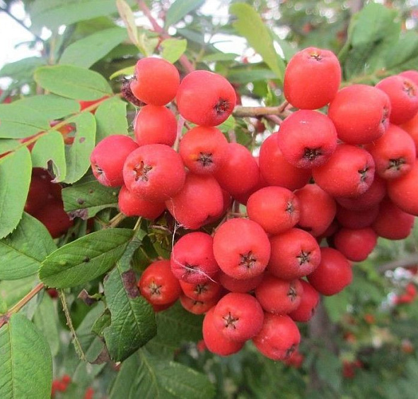 Рябина плодовая 'Алая Крупная'