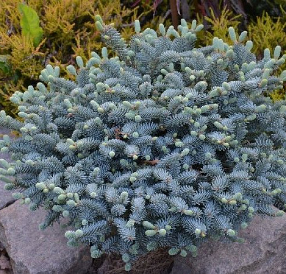 Пихта корейская 'Блю Эмперор'