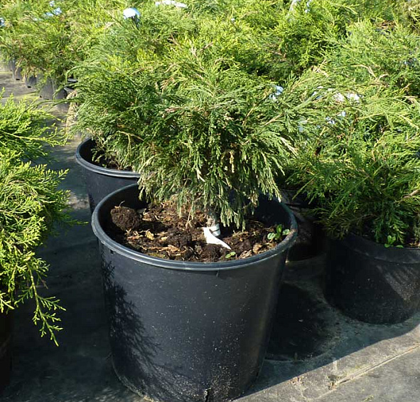 Можжевельник казацкий 'Вариегата'