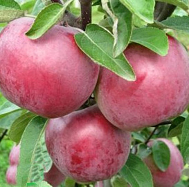 Яблоня домашняя 'Память Коваленко'