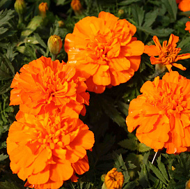 Тагетес (бархатцы) отклоненный 'Бонанза Оранж' (оранжевый)